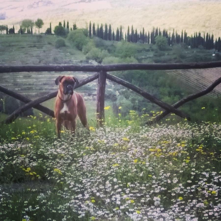 Camere E Appartamenti Baldini Romanita Radda in Chianti Zewnętrze zdjęcie